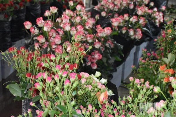 ³���� �������: ����������� ���� ������� ��������� �� ��������, ����̆ ������� �����������, ������� ������ ���� �� ������ �������