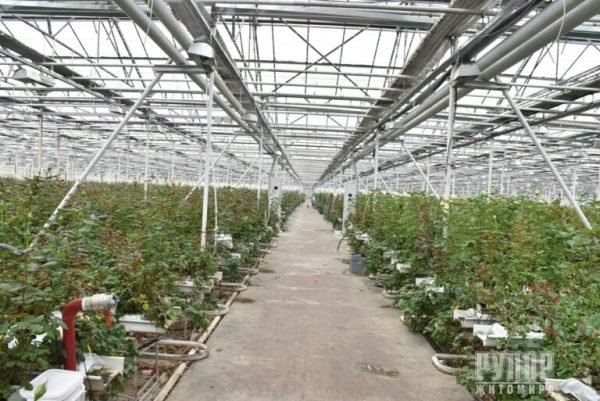 ³���� �������: ����������� ���� ������� ��������� �� ��������, ����̆ ������� �����������, ������� ������ ���� �� ������ �������