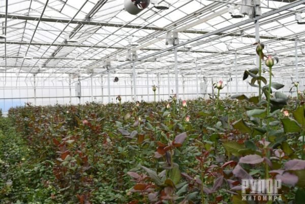 ³���� �������: ����������� ���� ������� ��������� �� ��������, ����̆ ������� �����������, ������� ������ ���� �� ������ �������