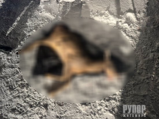 �� ����������� ������������� ������� ���� ����������� ���������