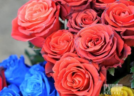 ������� ���������� �� �����-����������