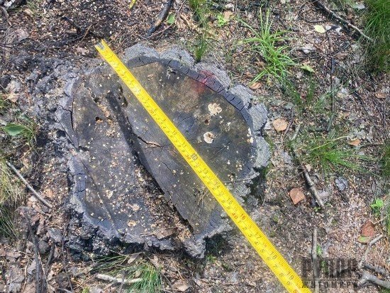 �� ����������� ���������� �������� �������� �����, �� �������� ��������� ������� ��� �� ����� 13 �������� �������