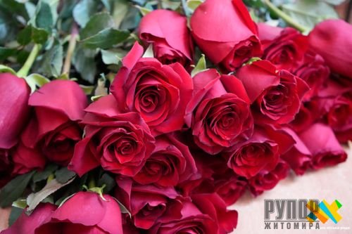 � ������� ������� �������� �� ������ ��������  ����� �������� ���������